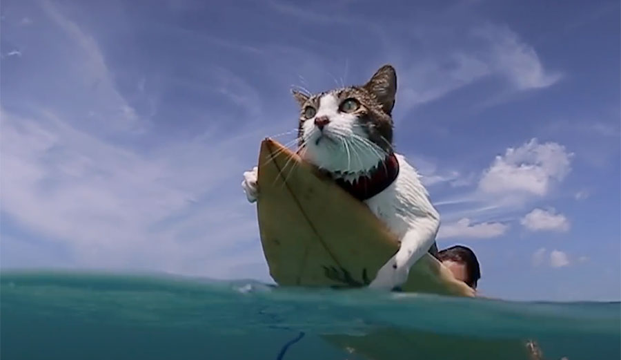 surfing cat