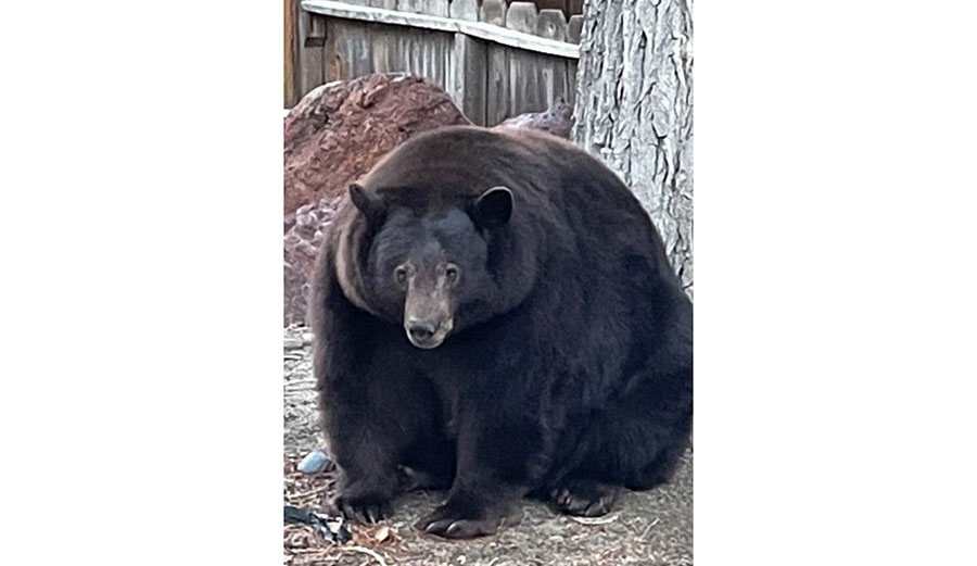 South Lake Tahoe bear