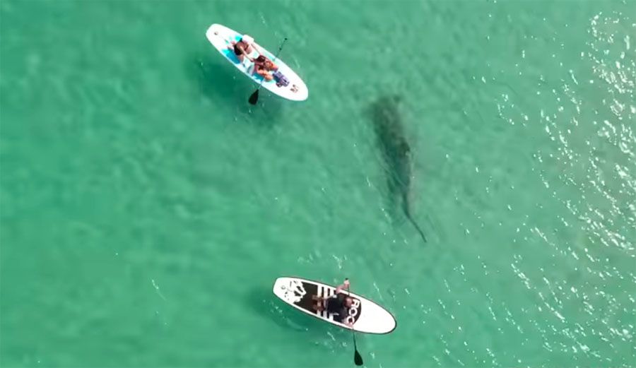 Drone Operator Captures Footage of Hammerhead Shark Checking Out SUPs