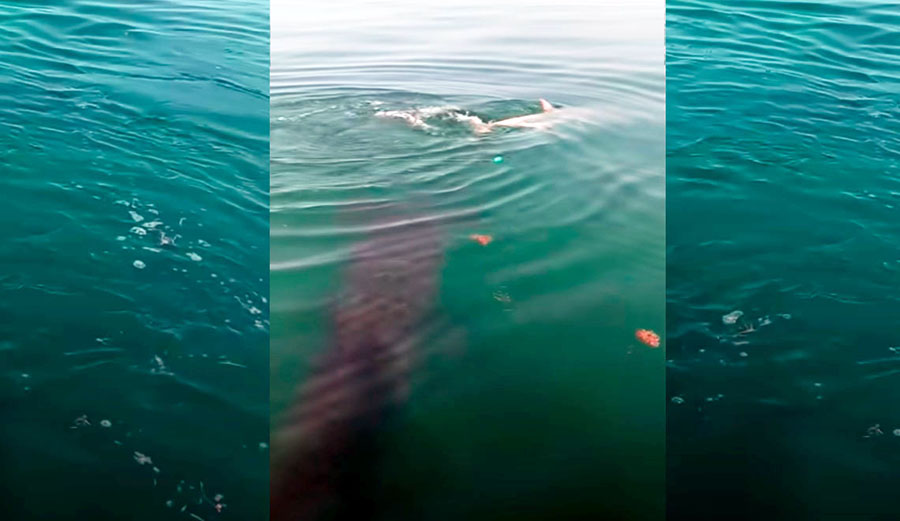 10-Year-Old Films Massive Hammerhead Shark Attacking Tarpon on Fishing Line