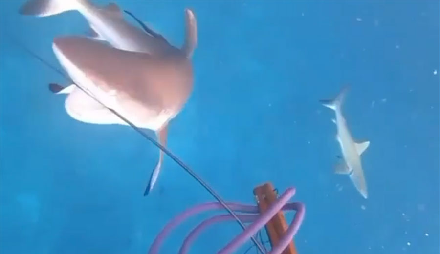 sharks attacking spearfisherman