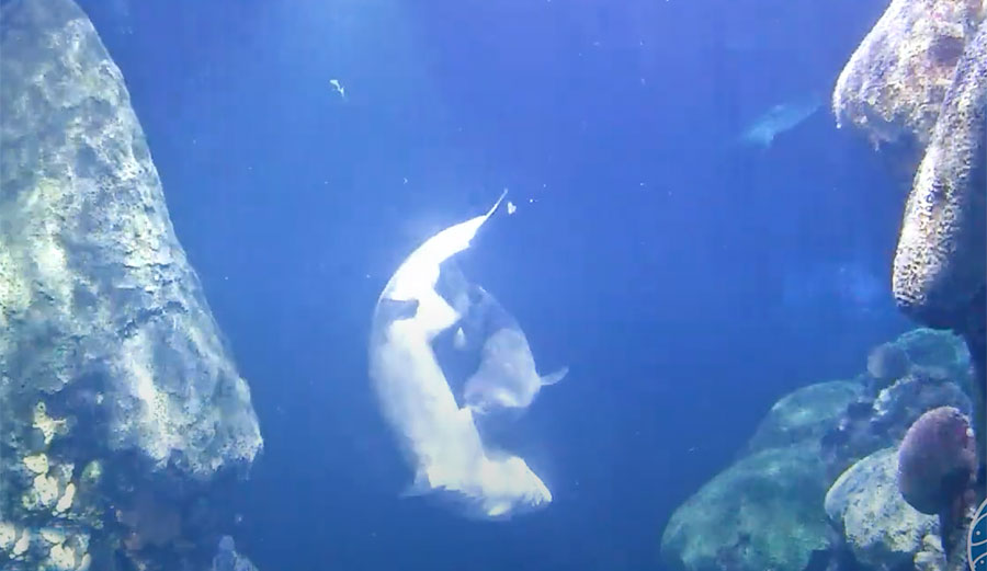 Tiger sharks mating