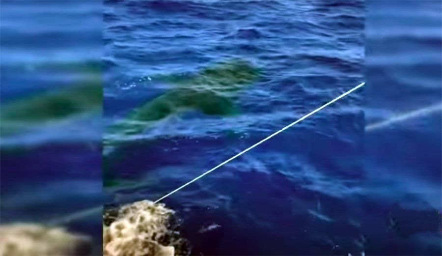 Giant Great White Shark Nabs 100-Pound Tuna Off Fishing Line Miles Off Waikiki