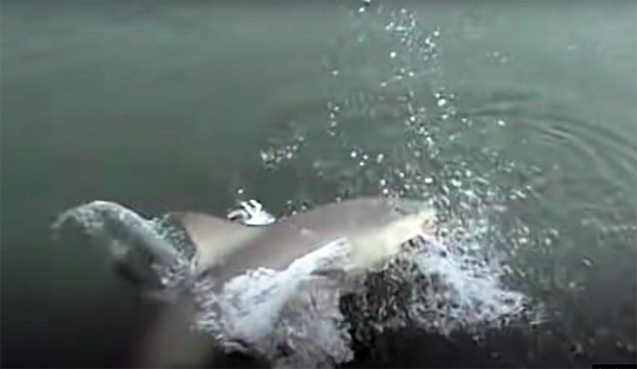 Watch a Fat Bull Shark Nab a Catch Off a Fisherman's Line in a South Carolina River