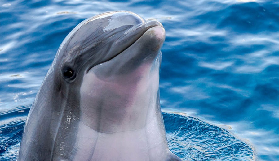 dolphin speaking porpoise