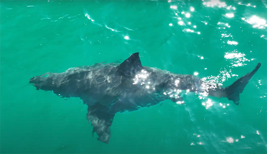 pregnant great white shark