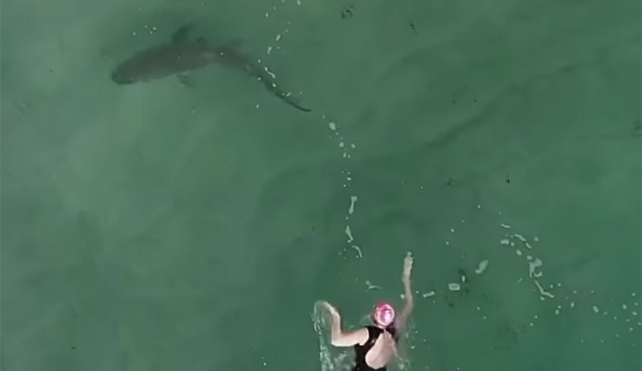 Drone shark app