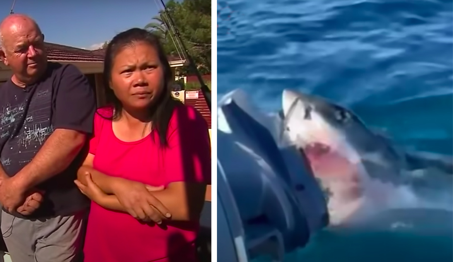 Family Describes Crazy Scene as Great White Shark Circles Fishing Boat For an Hour
