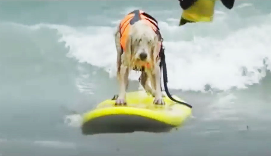 schnauzer dog surfing