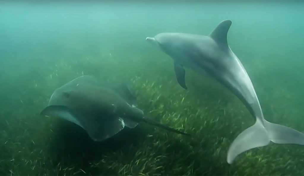 dolphins use stingrays to hunt
