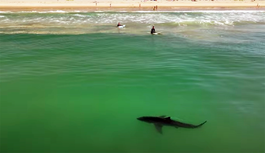 Drone Gives Incredible View of Great White Shark Checking Out Surfers in Southern California