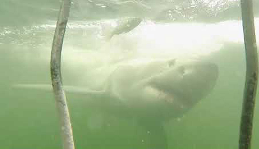 great white shark in South Africa