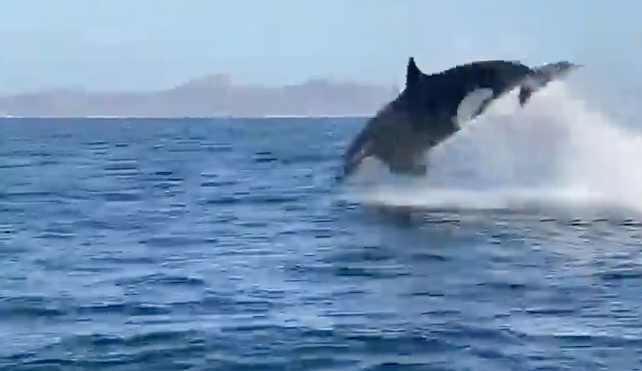 Mark Healey films orcas hunting dolphins