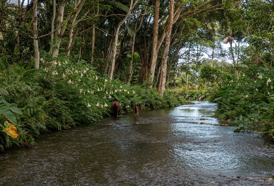 horses waipi'o valley