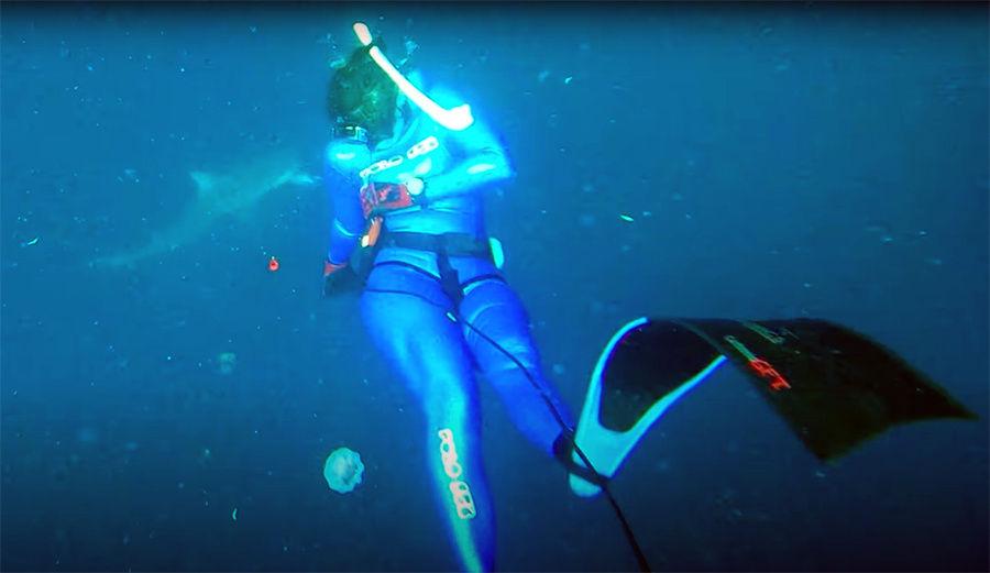 Watch This Crazy Moment When a Bull Shark Nearly Drowns a Spearfisher