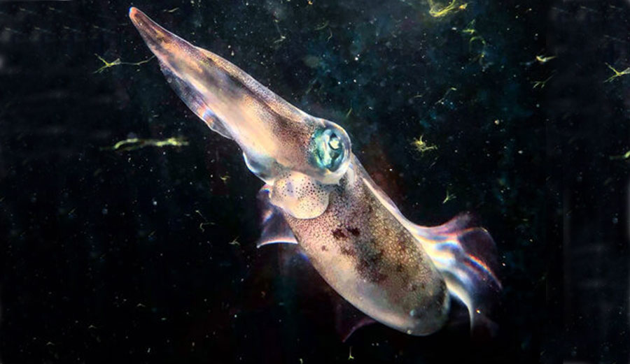 researchers find squid changing colors