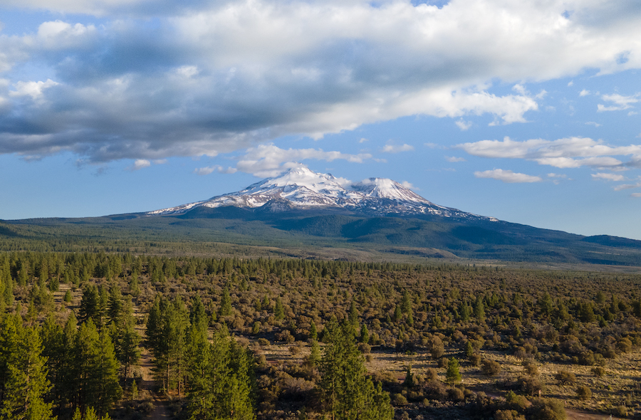Shasta, looking fine