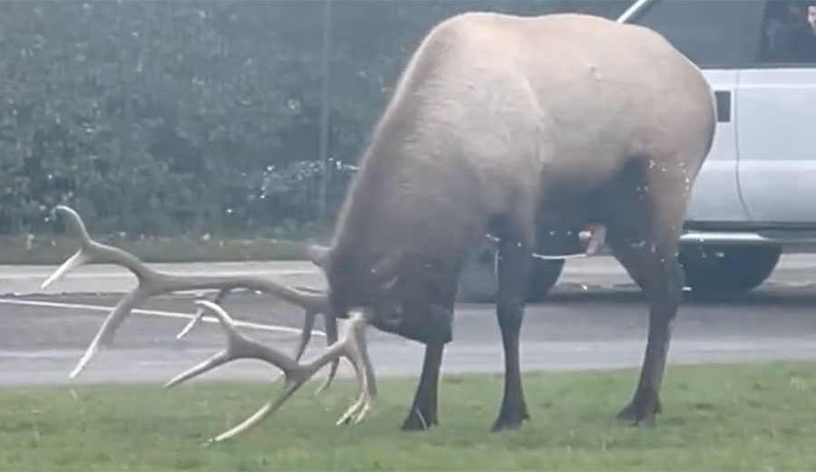 bull elk self-anointing