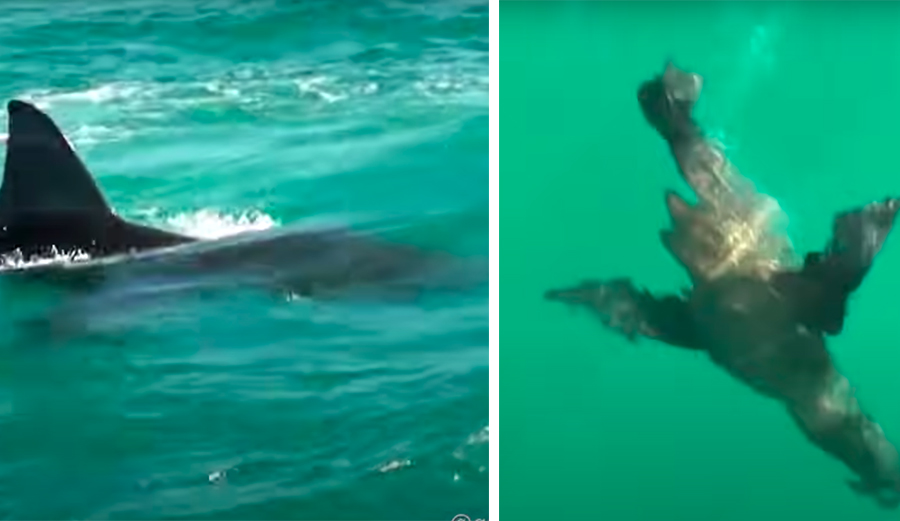 Great White Shark Chasing Down Seal Gives Spectators Ultimate Biology Lesson