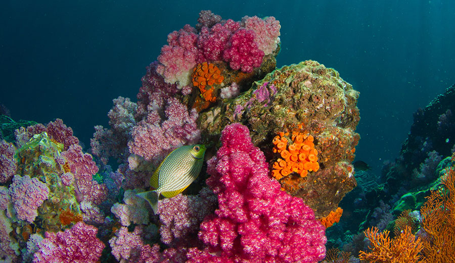 coral reefs in Ko Lipe, Thailand