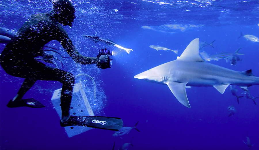 Tredd Smith's Gorgeous Shark-Diving Documentary Won the Film and Photo Challeng's Short Film Category