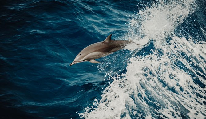 Photo: Flavio Gasperini // Unsplash