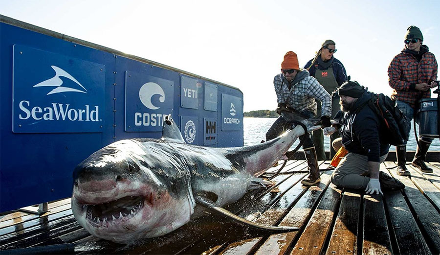 Great white shark Ironbound
