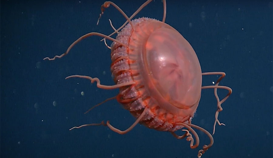 new jellyfish species