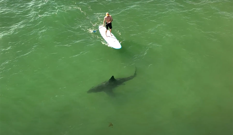 paddleboarder and great white shark