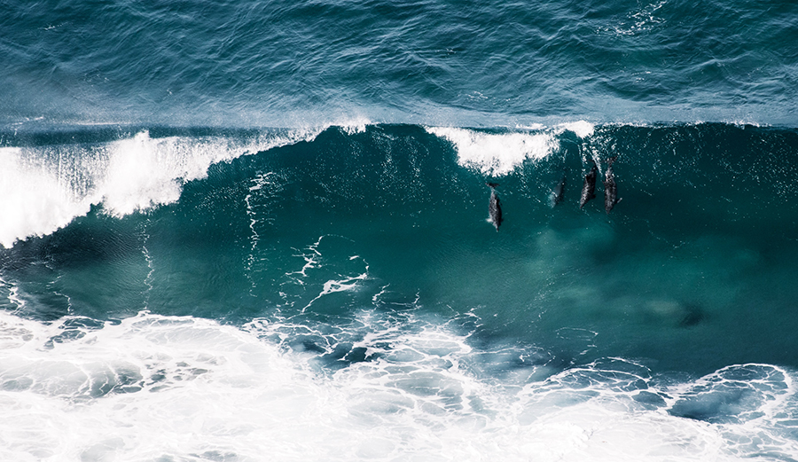 Why Dolphins Are the Best Behaved Surfers and What We Can Learn From Them In the Lineup