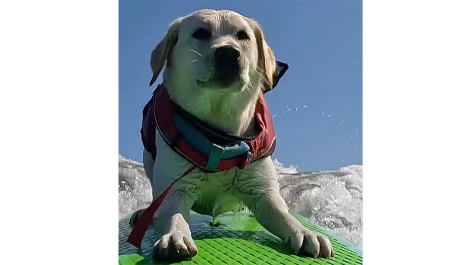 rosie the surfing dog