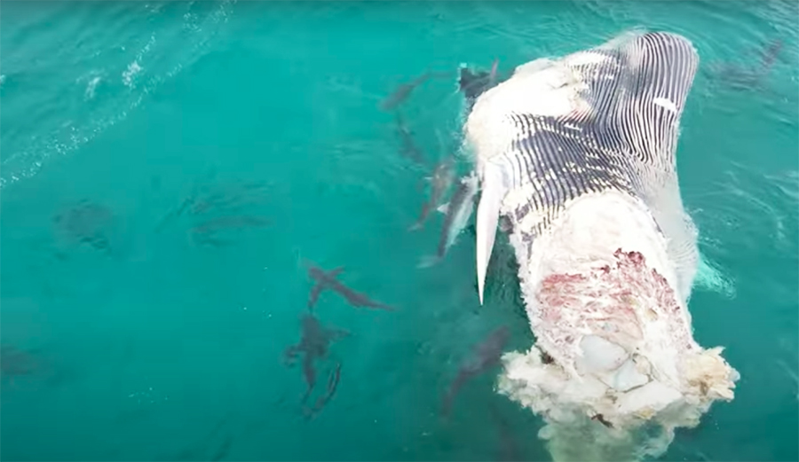 Drone Captures Wild Footage of Shark Feeding Frenzy on Whale Carcass in Western Australia