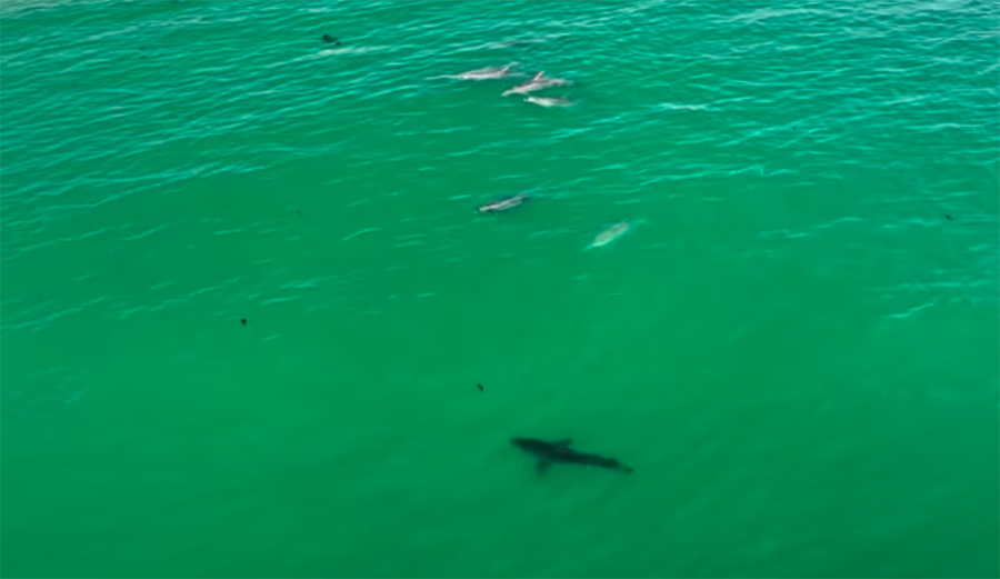 Drone Footage Gives Eye-Opening View of Dolphins and Great Whites Interacting