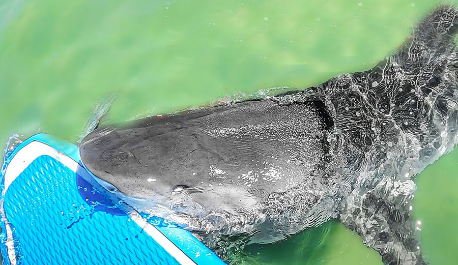 Watch This Tiger Shark Take Out a Stand-Up Paddler After Chasing a Sea Turtle