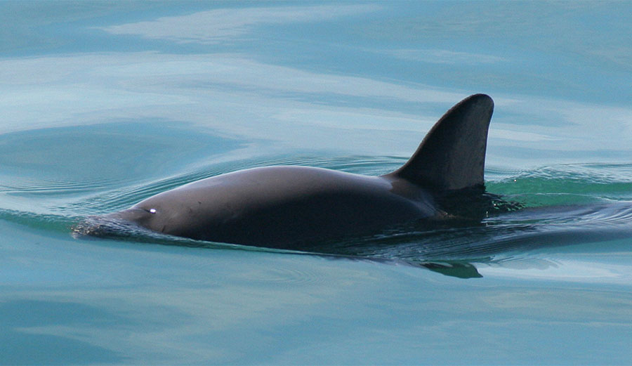 The vaquita lives only in the Gulf of California.