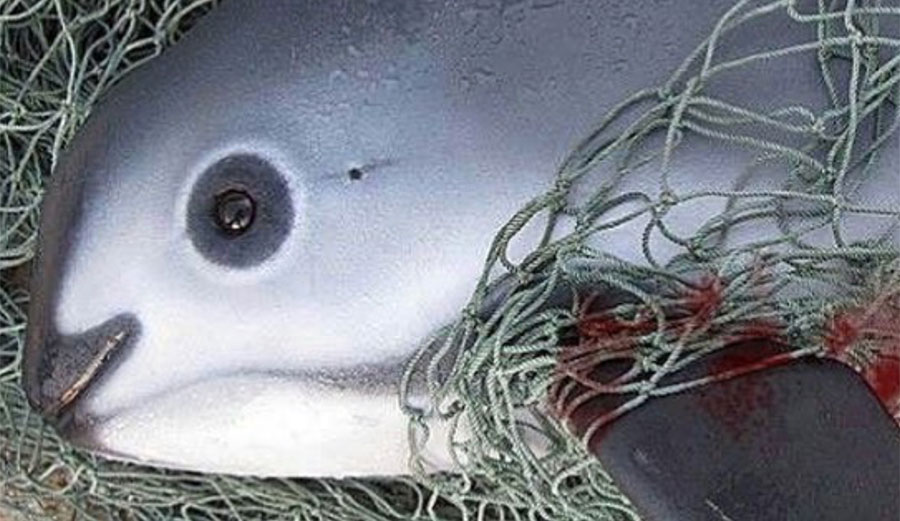 vaquita porpoise in net