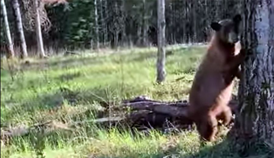 Here's One Moment When Bear Spray Actually Worked