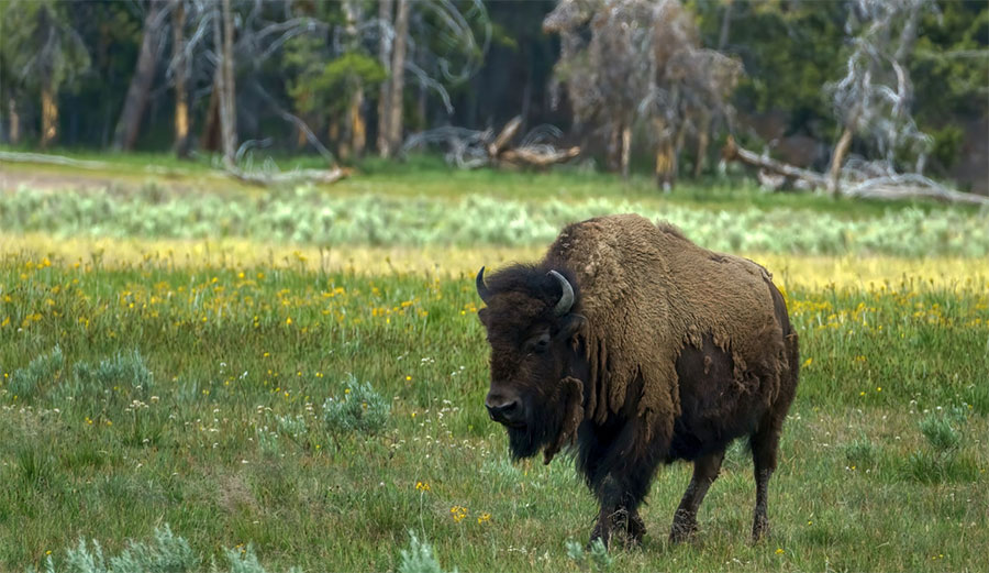 bison at Yellowstone