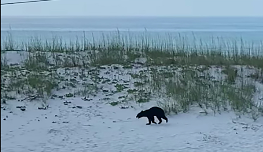 Watch This Black Bear Trot Across a Florida Beach