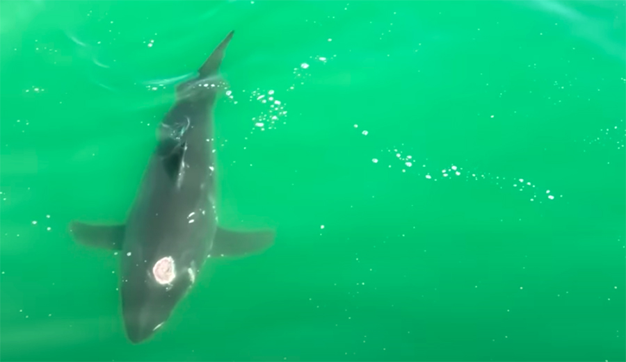 Drone Pilot Ask This Question: Did This Great White Shark Suffer a Gunshot Wound?