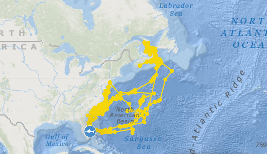 great white shark Breton tracking path