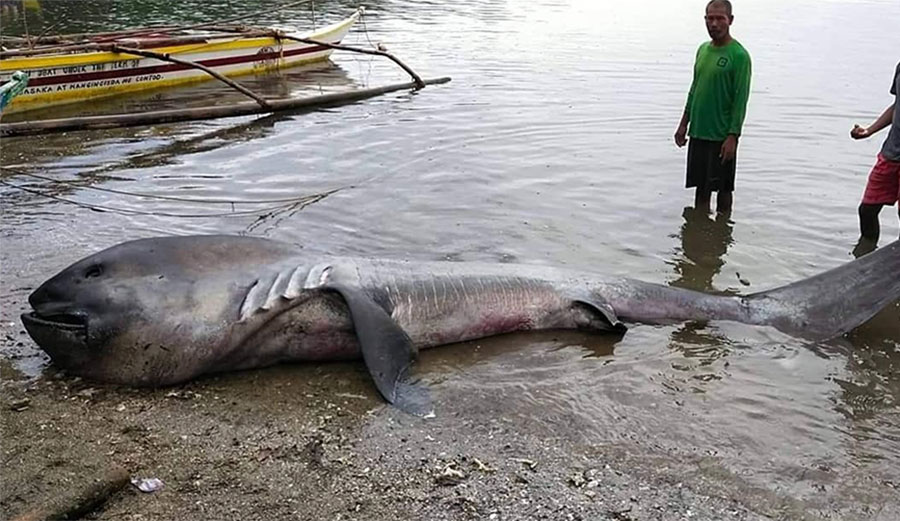 megamouth shark