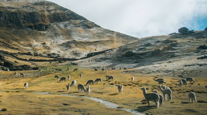 Alpacas in the Andes.