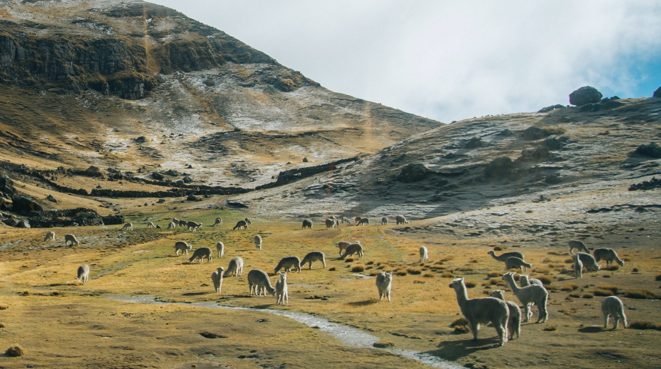 Alpacas in the Andes.