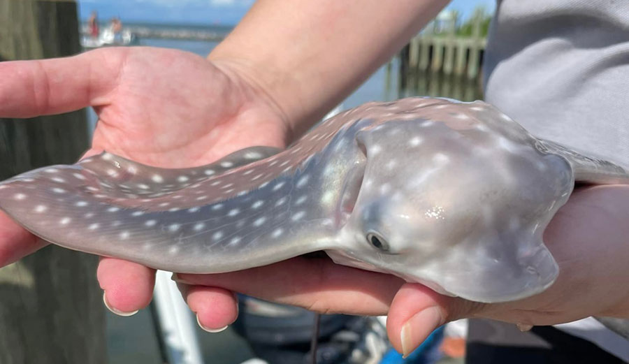 spotted eagle ray babies