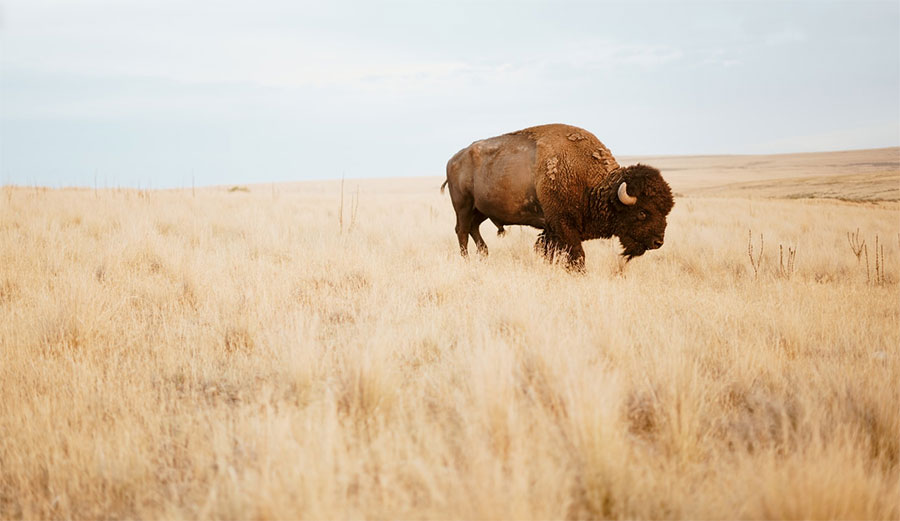 bison in field