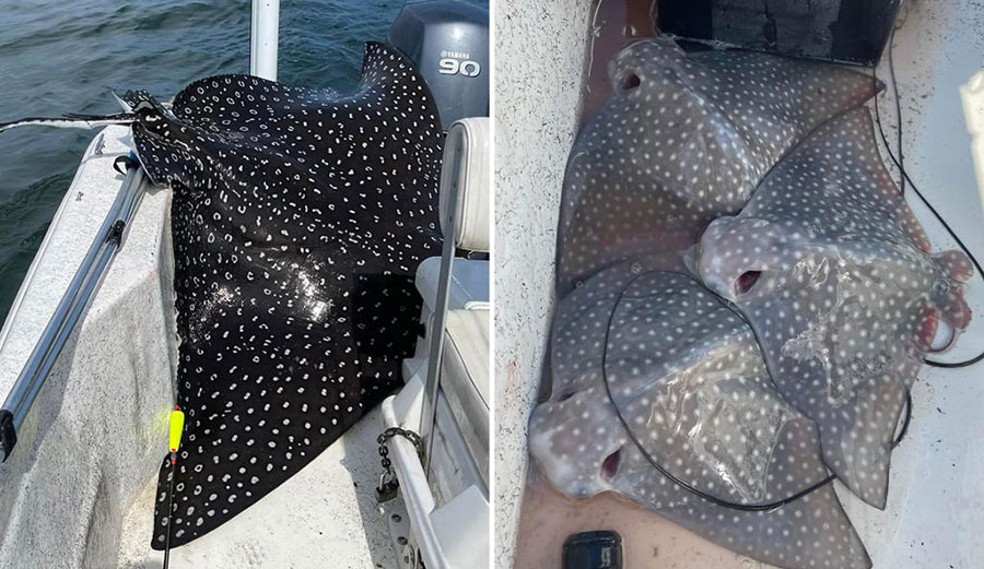 spotted eagle ray in boat
