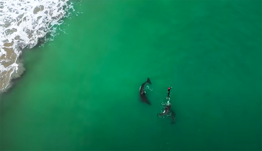 Drone Footage Captures Orcas Playing With Swimmer