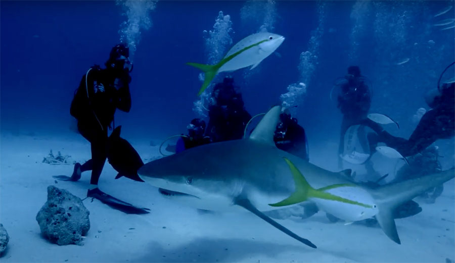 poopies shark attack shark week
