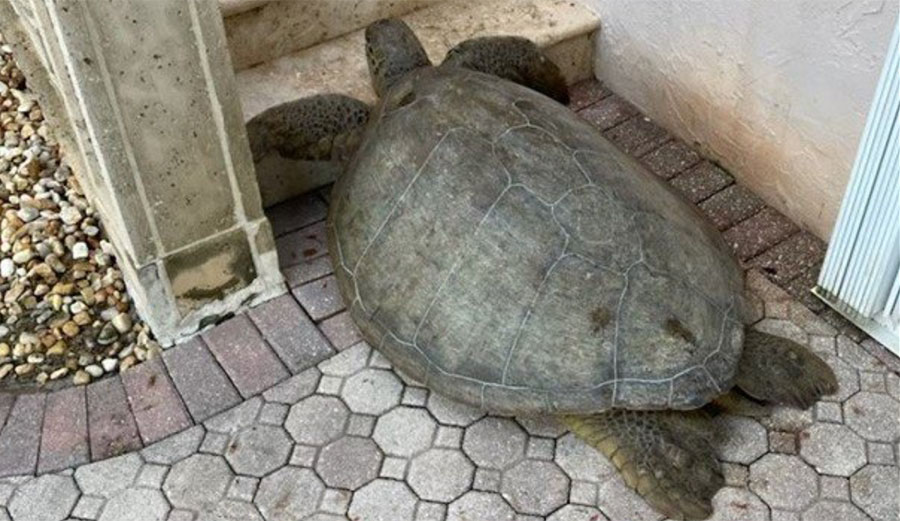 sea turtle on patio